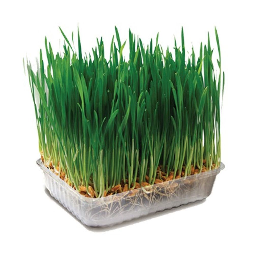 Травка для животных Triol, 70г