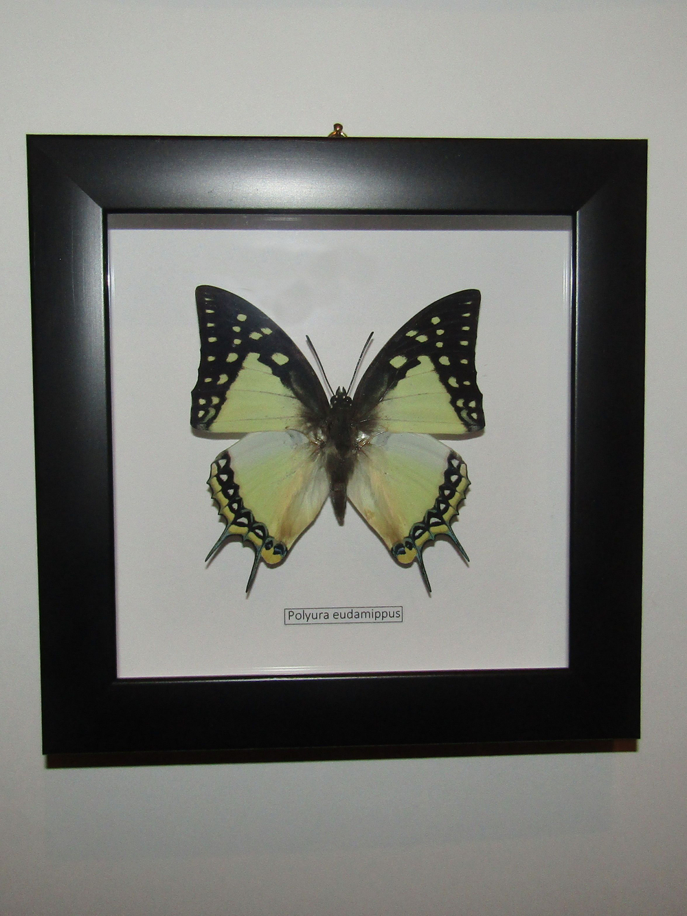 Бабочка Polyura eudamippus в рамке