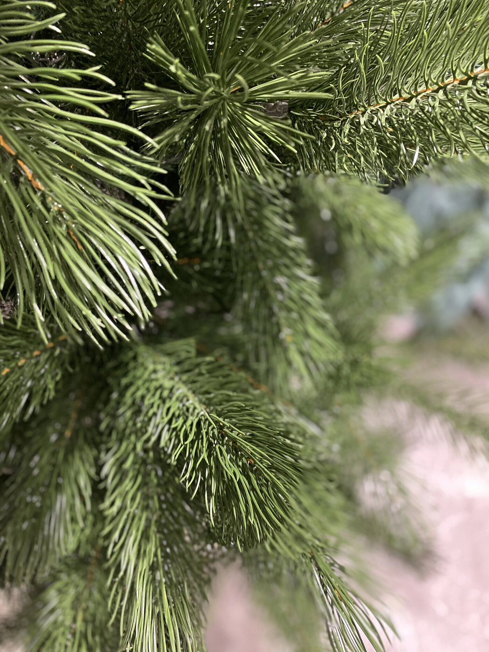 Сосна Царь елка Триумфальная 210 см ТМ-210