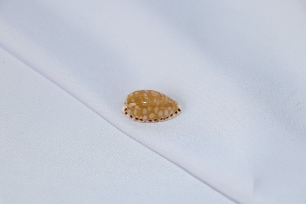 Ципрея клеопатра (Cribrarula cumingii cleopatra), 2,2см, 1шт