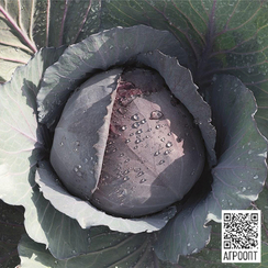 Ранчеро F1 семена капусты краснокочанной (Bejo / Бейо)