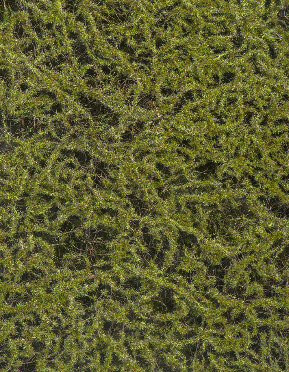 Мох Сфагнум Fuscum оливково-зелёный (полотно на подложке среднее) 50х100 см 24/24 20.0820412M