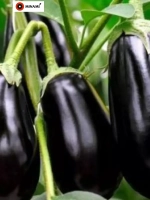 Баклажан черный краcавец Black Beauty 2.5г