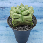 Astrophytum Myriostigma XXL (Астрофитум)