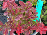Барбарис Atropurpurea Nana Р12