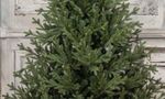 Ель искусственная «Имперская» (Литая+пвх) 180 см / 1,8 м