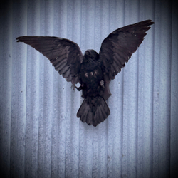 Чучело ворона