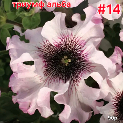 РАССАДА ПЕТУНИИ МАХРОВОЙ АЛЬБА № 14