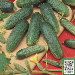 Астерикс F1 семена огурца пчелоопыляемого (Bejo / Бейо)