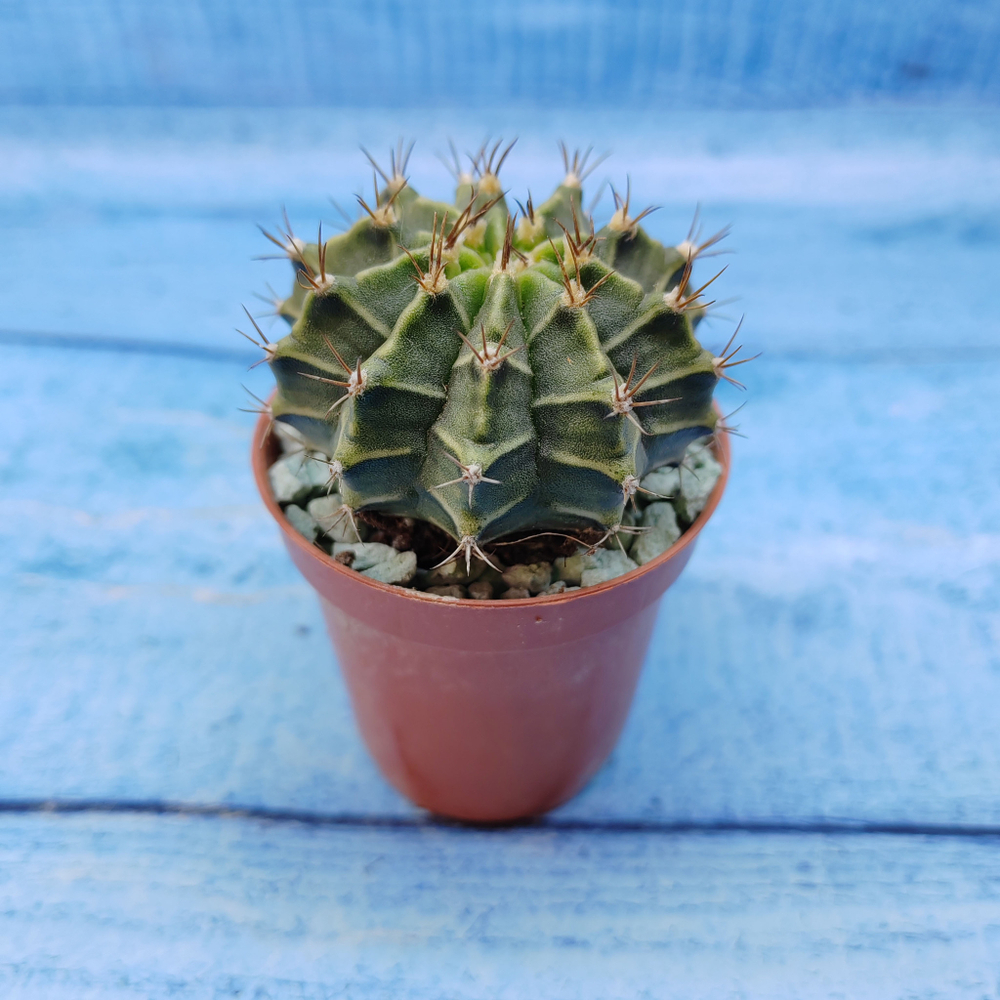 Gymnocalycium Friedrichii (Гимнокалициум)