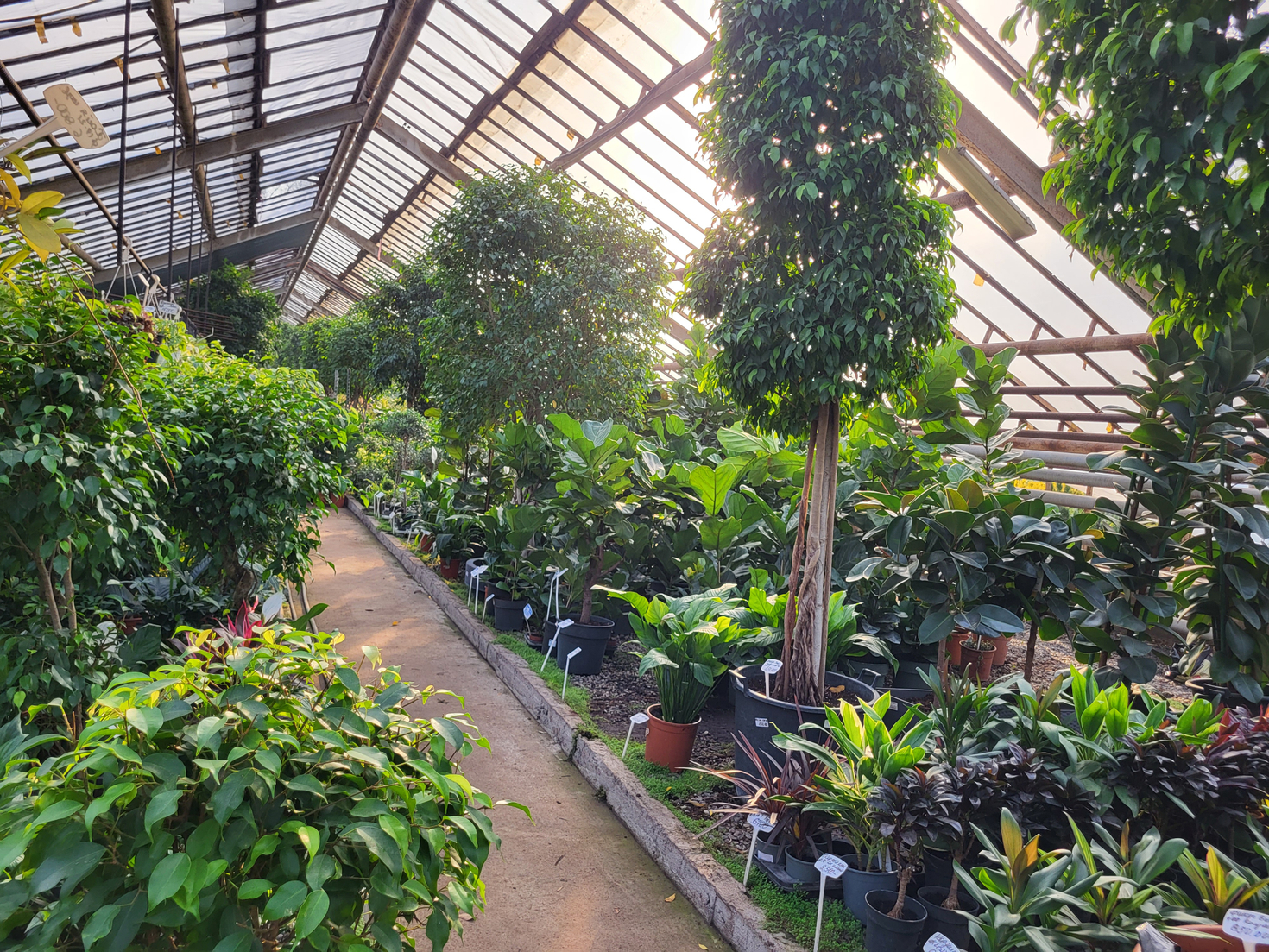 Садовый Центр и питомник тропических растений «Nicole»