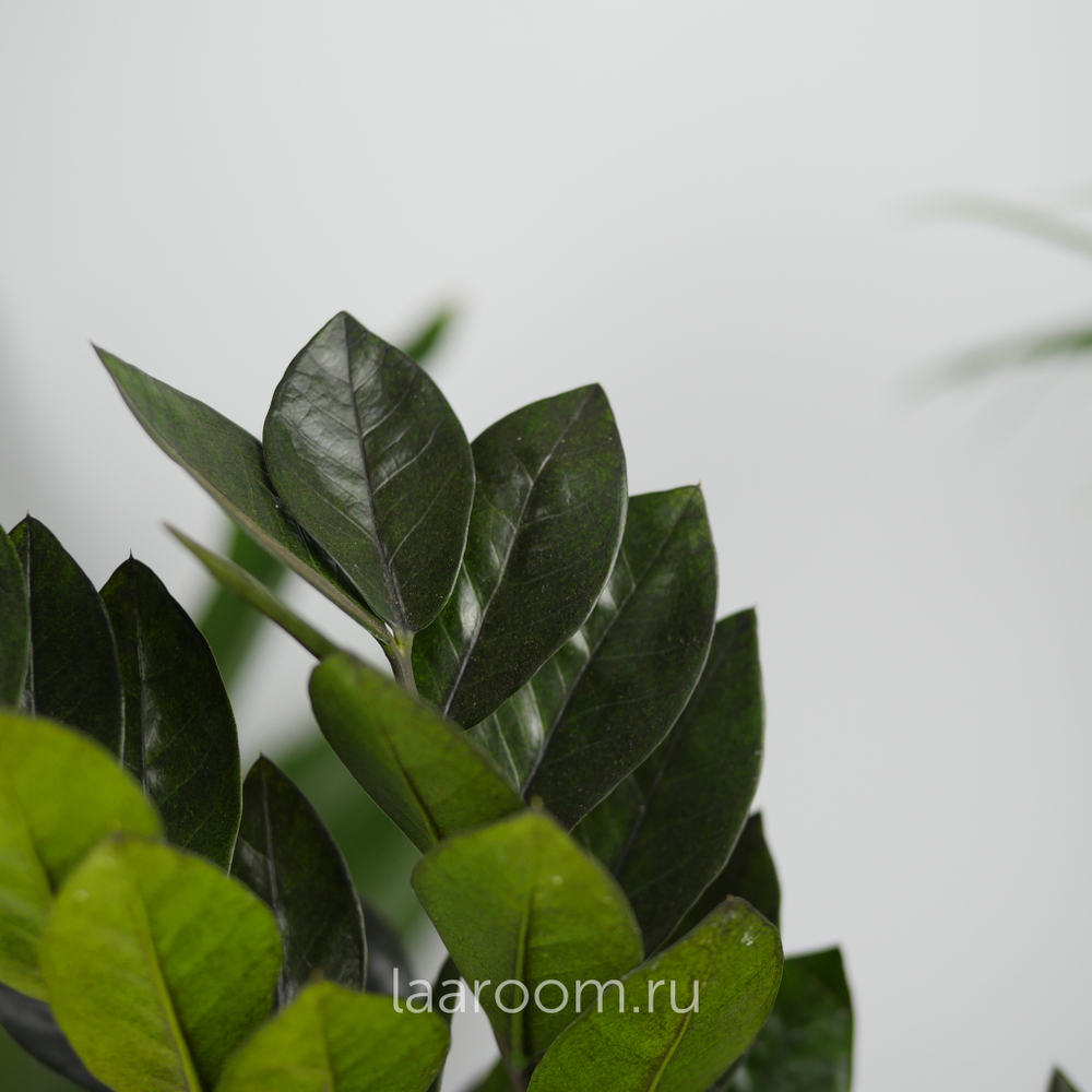 Замиокулькас Равен 14/45