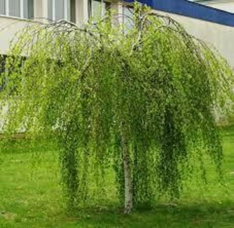 Береза повислая Юнги