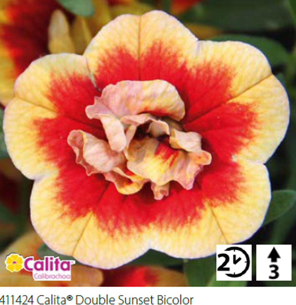 Калибрахоа Calita double sunset bicolour укорененный черенок ОКС конец ноября