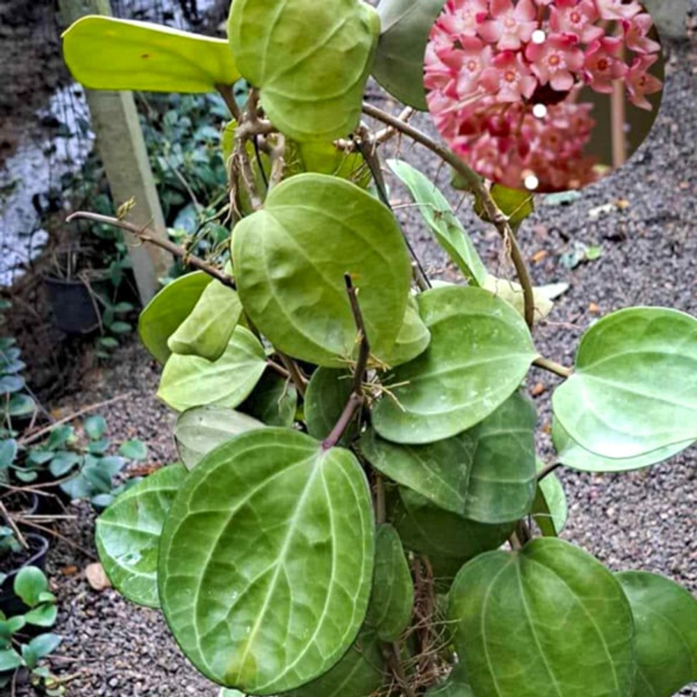 Хойя SARAWAK BORNEO (Н51)