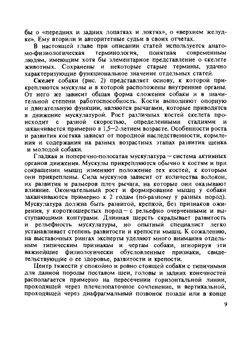Охотничьи собаки | А.П. Мазовер