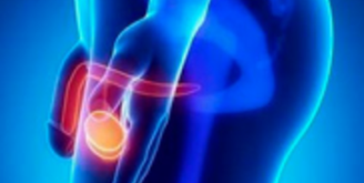 Мужская половая система