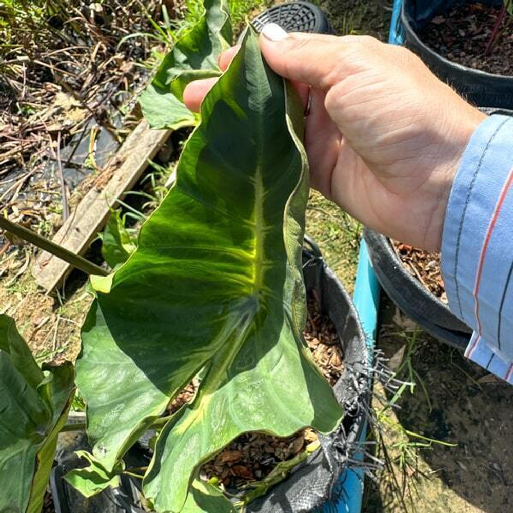 Колоказия KING OF CUP