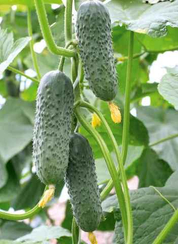 Кубанец F1 семена огурца партенокарпического (Гавриш)