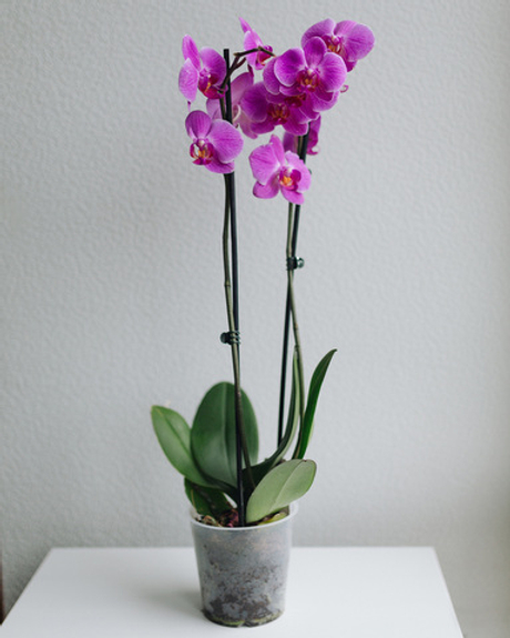 Орхидея Фаленопсис фиолетовая