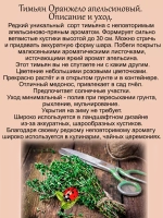 Тимьян Оранжело апельсиновый чабрец