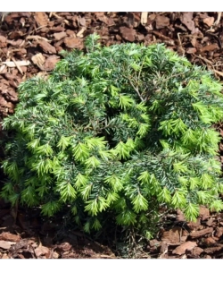 Тсуга канадская Джедделох С5 20-30 см Закупка М49 весна 2026