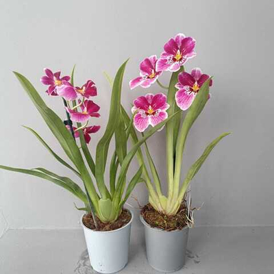 Орхидея Мильтония микс