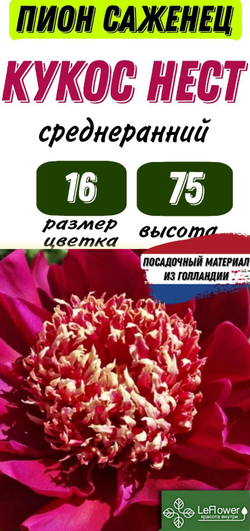 Пион Саженец, Куккос Нест, 1шт