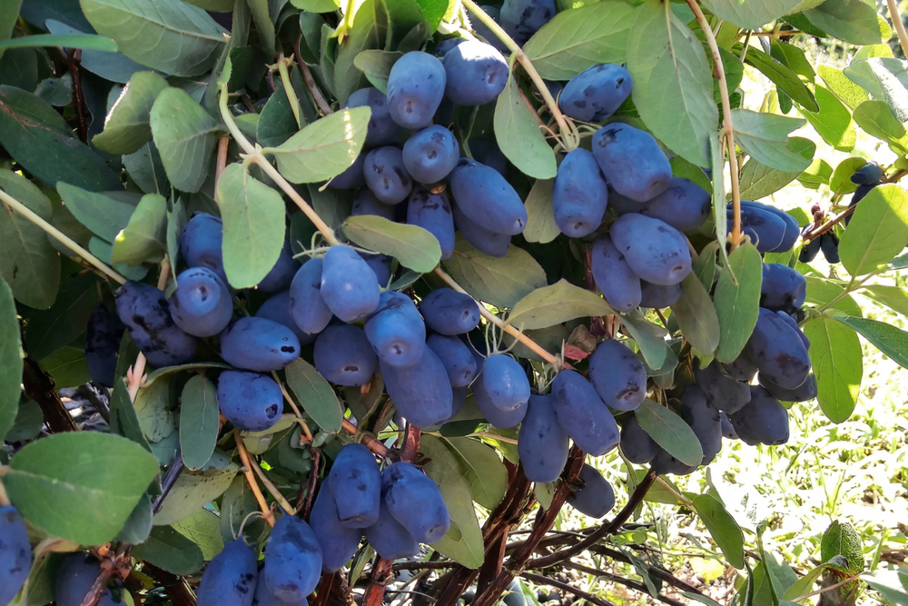 Саженец Жимолости Канадской «Индиго Джем» (Indigo Gem) ( Сладкий «самоцвет», Не осыпается, Урожайная)