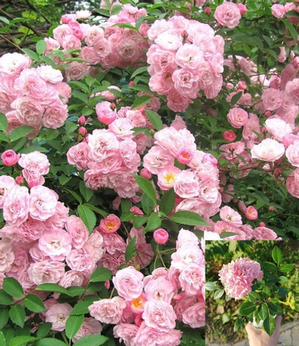 Роза Фейри почвопокровная, полиантовая