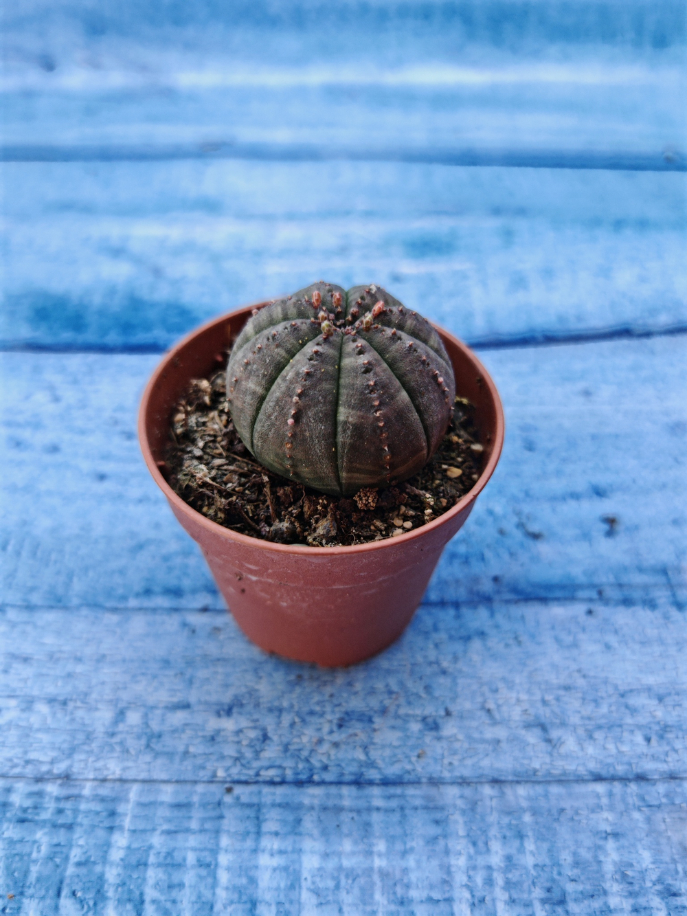 Euphorbia Obesa (Эуфорбия)