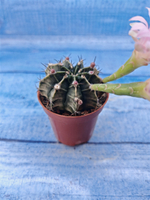 Gymnocalycium Friedrichii (Гимнокалициум)