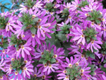Новинка 2026 ЕВРО Сцевола Scaevola SURDIVA Super Purple неукор черенок ноябрь 2025