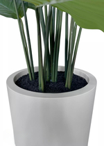 Калатея круглолистная в декоративном кашпо 115 см