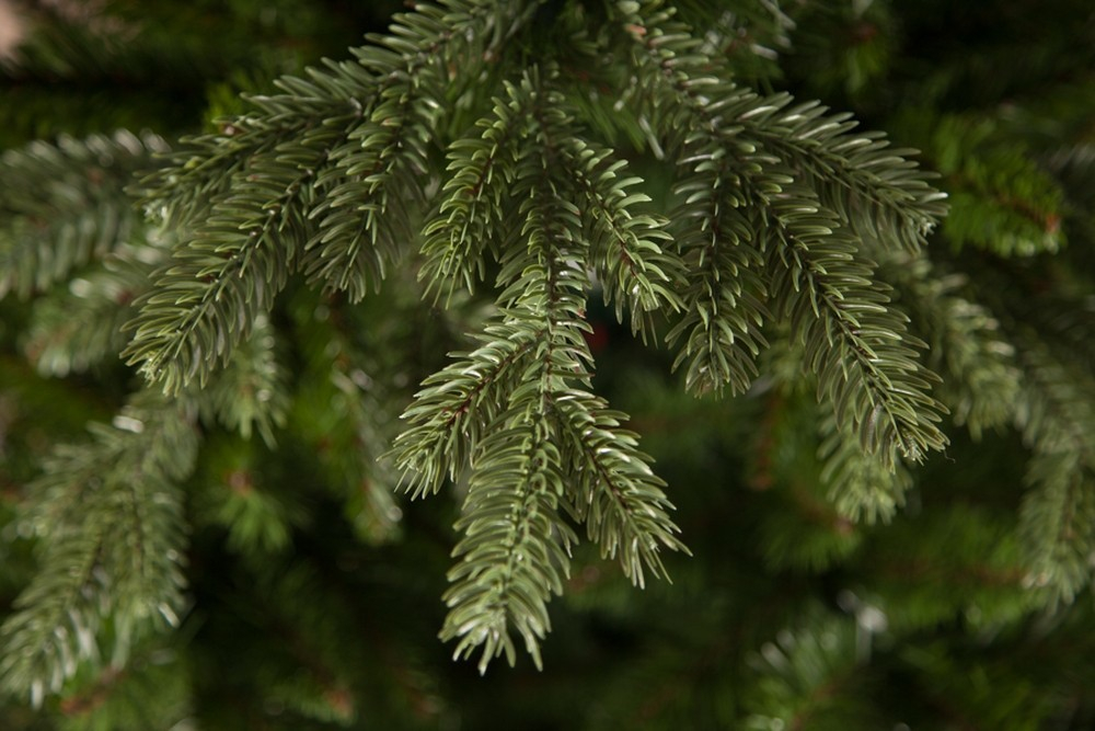 Ель Ноттингемская 185см зеленая Triumph Tree