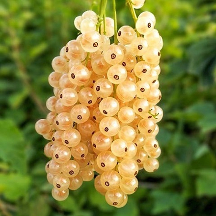 Смородина среднеранняя белая Смольяниновой