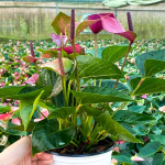 Антуриум Андре PURPLE LOVE