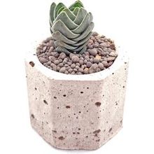 Суккулент Крассула Скуэйр Тауер