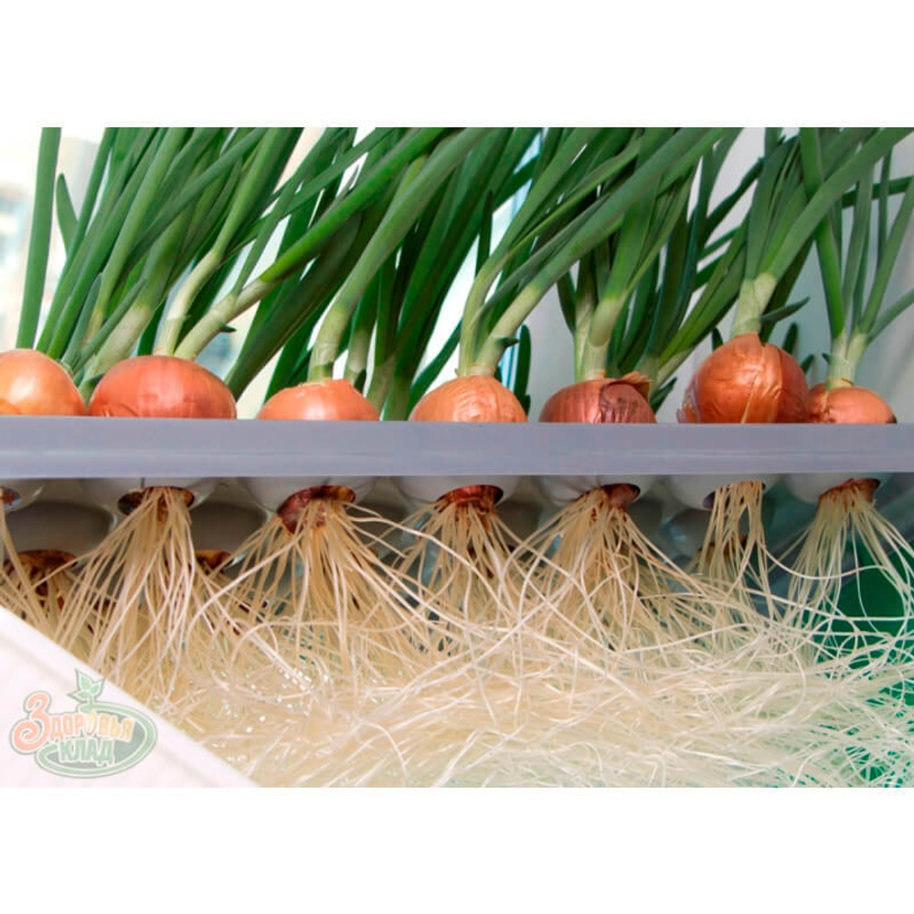 Чудо грядка