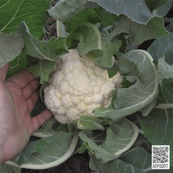 ГУДМАН семена капусты цветной (Bejo | Alexagro)