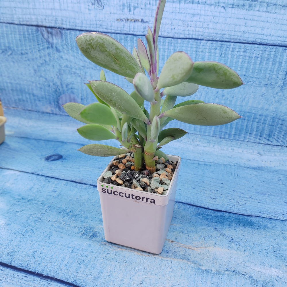 Senecio Crassissimus (Крестовник)