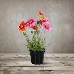 Искусственный цветок Маргаритка в горшке Silk-Ka 102686