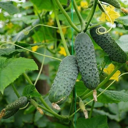 Cемена огурца Маринда F1, Seminis, 7 шт.