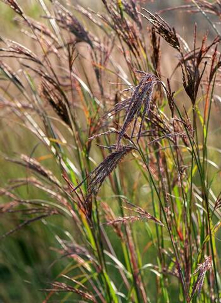 Бородач Жерарди. Andropogon gerardii.