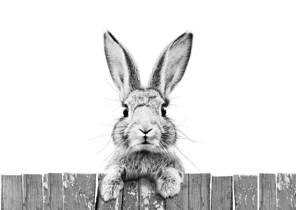 Коллекция Животные