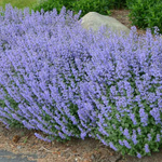 Котовник Фассена "Purrsian Blue". Nepeta faassenii "Purrsian Blue".