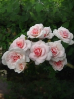 Роза шраб Лавли Мейян