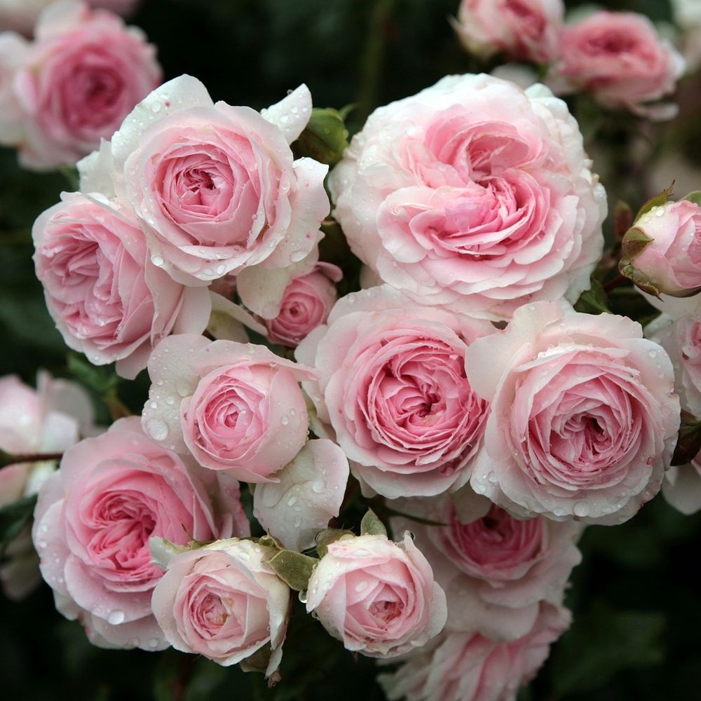 Лариса (Larissa)