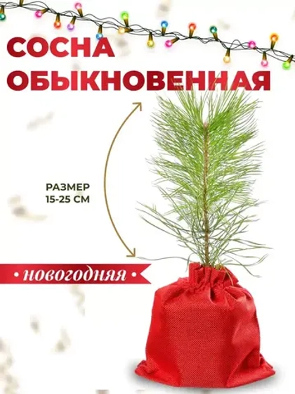 Сосна обыкновенная саженцы хвойных деревьев Новогодняя