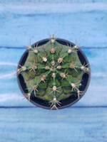 Gymnocalycium T-Rex Pink hybride (Гимнокалициум T-rex)